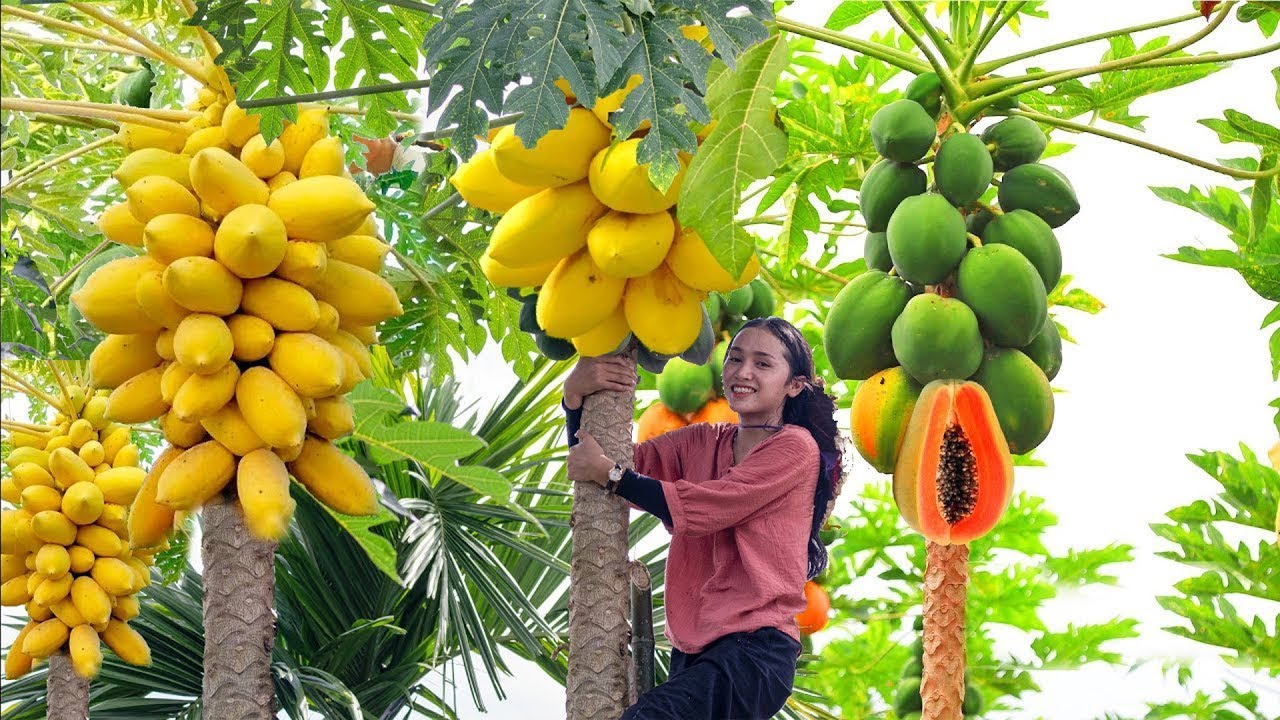 Harvesting Papaya: A Nutritious Fruit with Papaya Recipes fo…